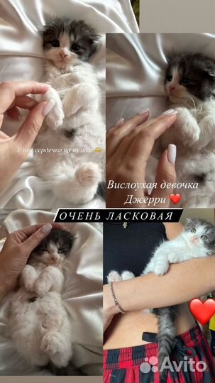 Отдам котиков в добрые руки