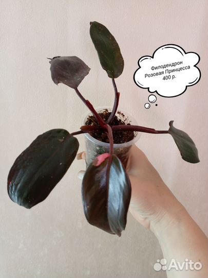 Филодендроны