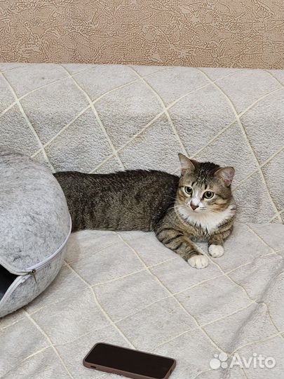 Ласковый молодой котик