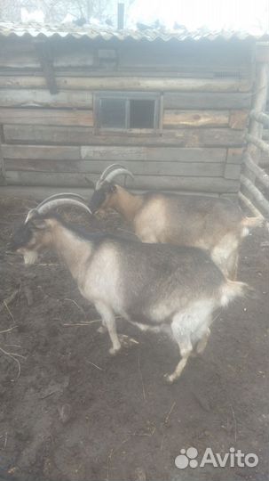 Дойные козы