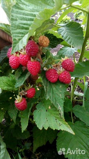 Малина сортовая