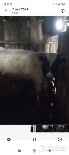 Бык на мясо