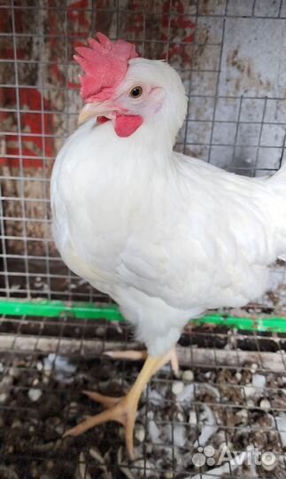Петух леггорн порода