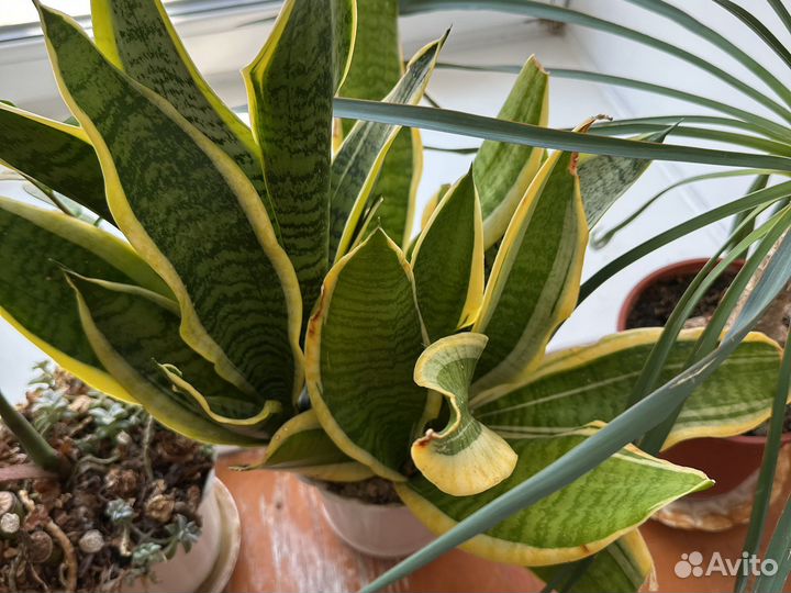 Сансевиерия