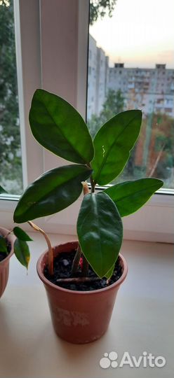 Фикус Бенджамина и др. цветы