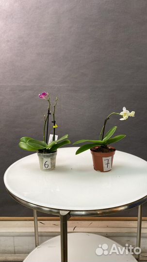 Орхидея фаленопсис мини микс цвет