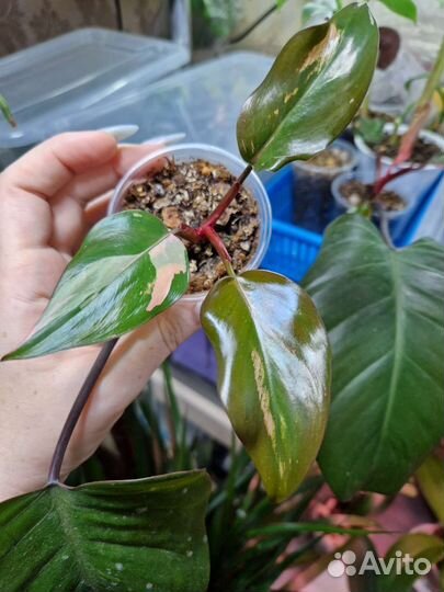 Филодендроны