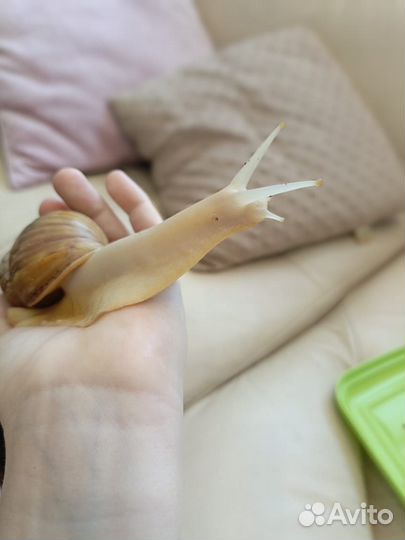 Улитки ахатины бесплатно