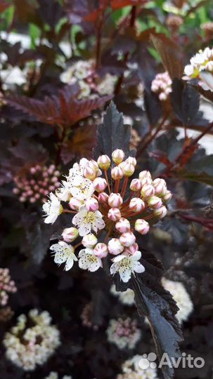 Декоративные кустарники