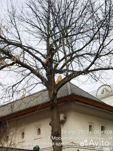 Спил деревьев корчевание