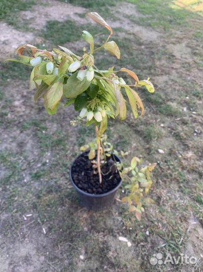 Голубика Река, Блю Кроп