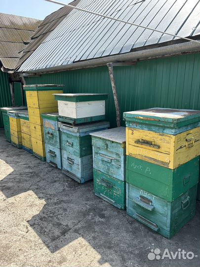 Ульи дадан 12 рамочные