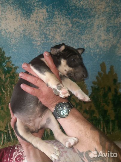 Щенки стандартного бультерьера