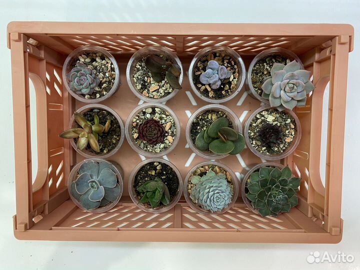 Суккуленты 5+1