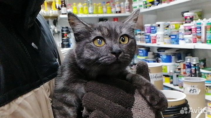 Ищет мам и пап