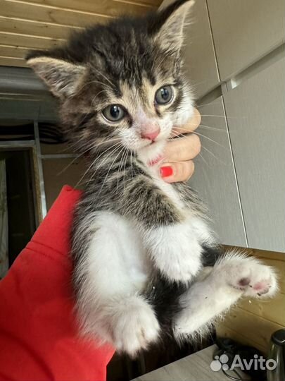 Котенок