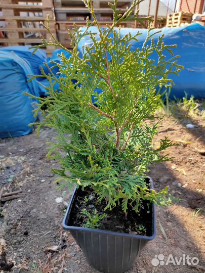 Туя Смарагд, Брабант, глобоза и др