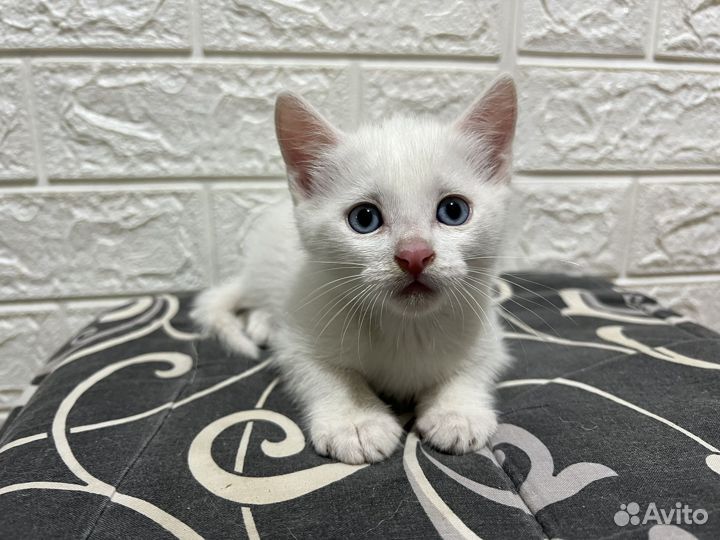 Котята бесплатно