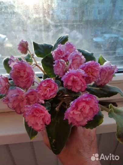 Сортовые синполии