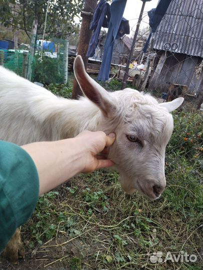 Зааненские козы