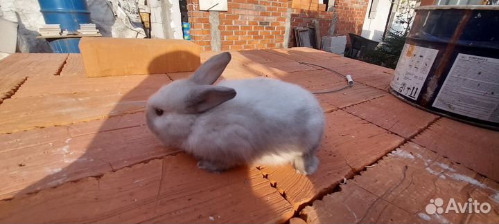 Крольчата месячные, карликовые