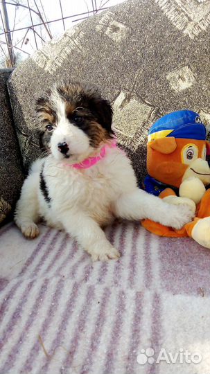 Щенки добрые руки