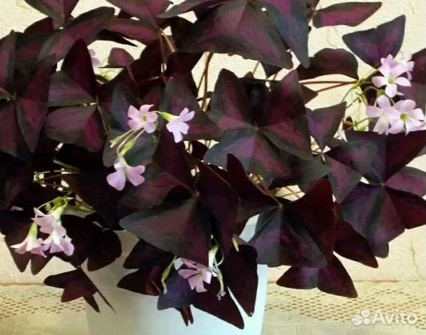 Комнатные цветы кислица