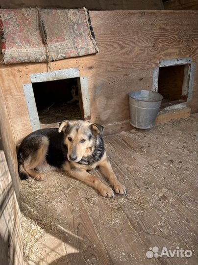 Собака Очень грустит в приюте