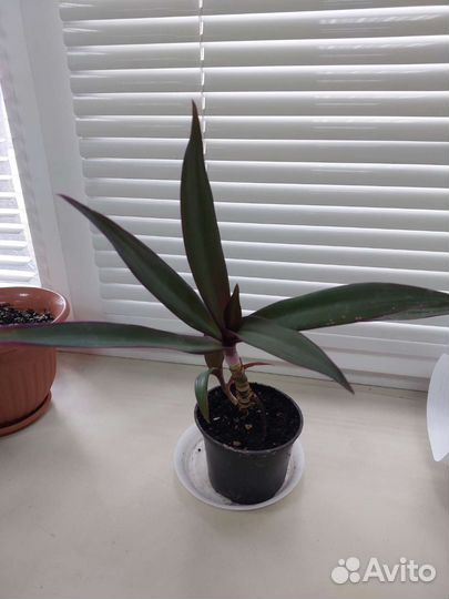 Традесканция Рео