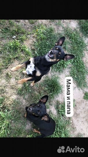 Щенки в добрые руки