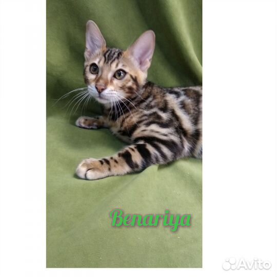 Бенгальская