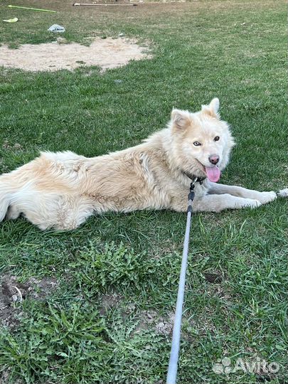 Красавец хаски ищет любящую семью