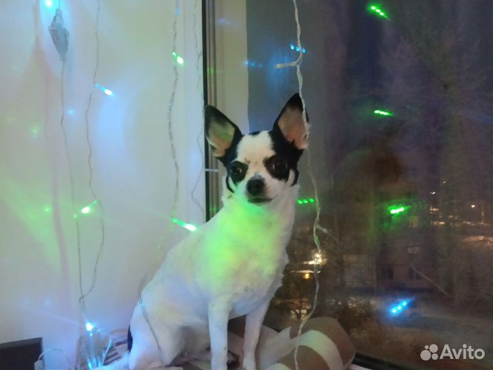 Вязка чихуахуа девочка