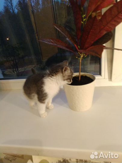 Кошки в добрые руки