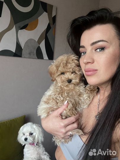 Щенок мальтипу f1 мини