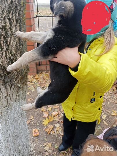 Собака в добрые руки щенок