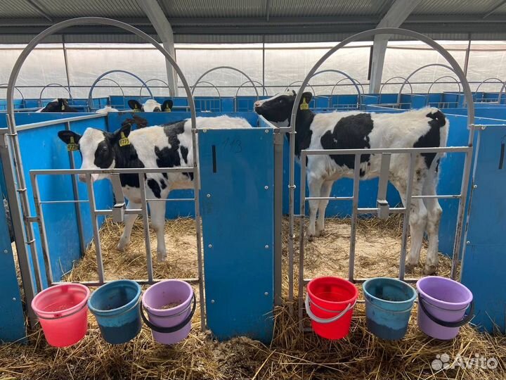 Домики для телят