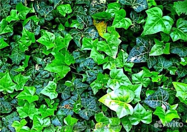 Плющ с доставкой по России