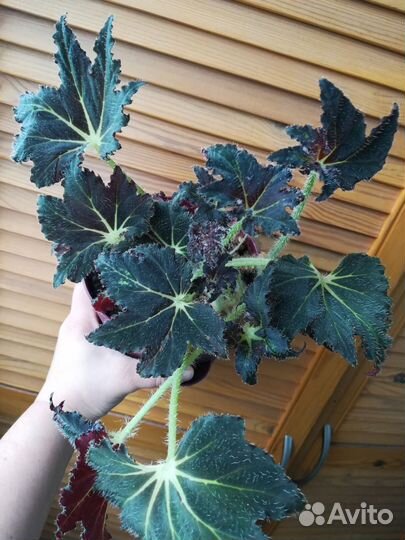 Бегония Palomar Prince и зеркальная