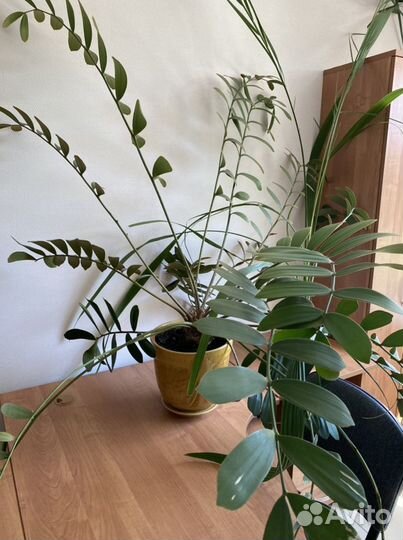 Комнатные цветы