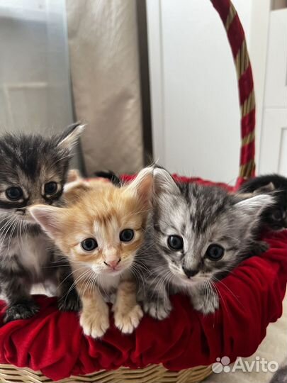 Пасхальные котята