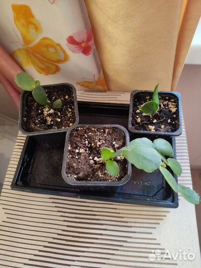 Декабристы