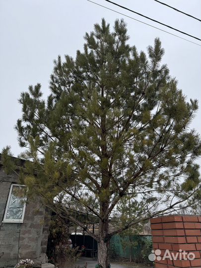 Сосна живая