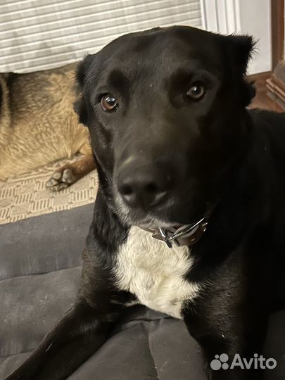 Черный алабай 3 года