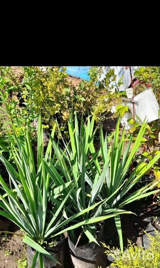 Саженцы Плодовые Декоративные деревня Пущино