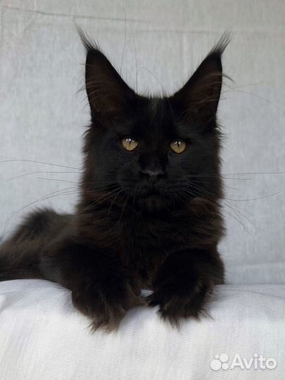 Котёнок Мейн-кун мальчик