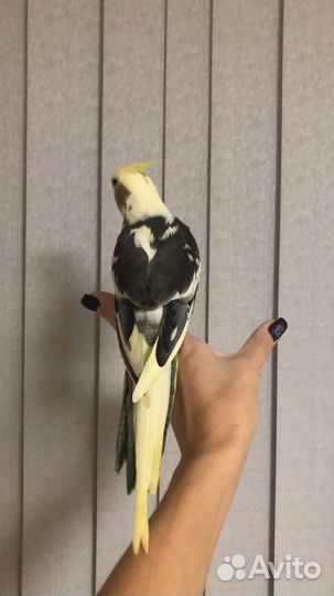 Корелла выкормыши