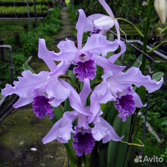 Орхидея Cattleya lobata var. coerulea