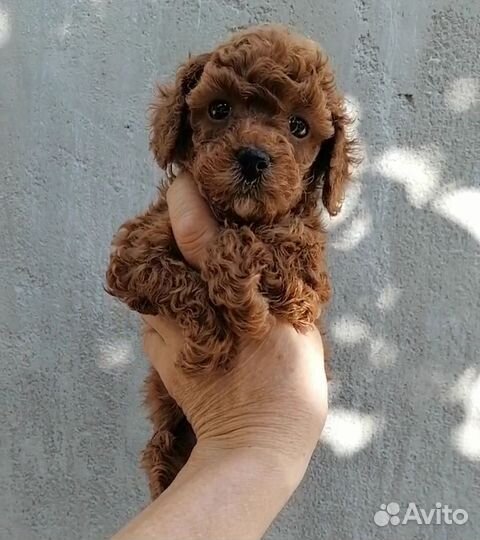 Той-Пудель Девочка