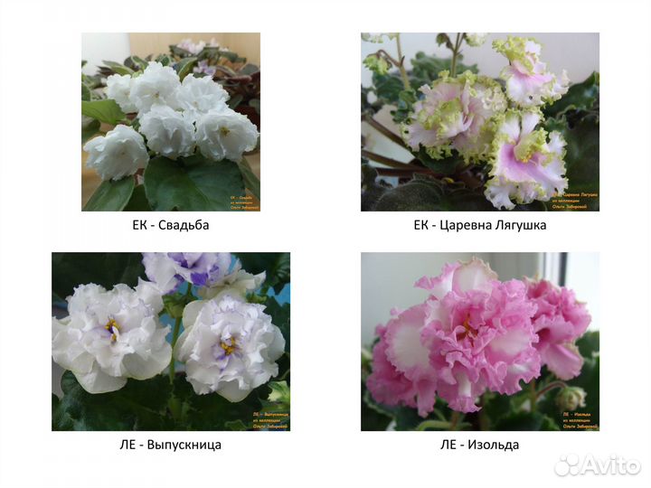 Фиалки. Продаются детки сортовых фиалок